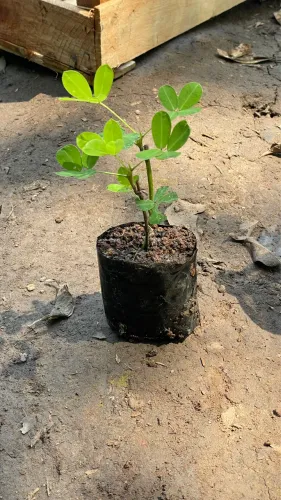 Somos Fornecedor Muda Grama Amendoim 