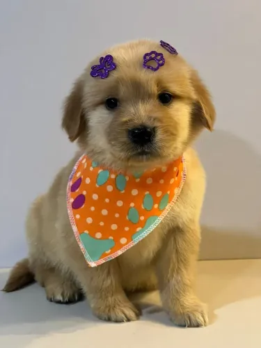 golden retriever porte grande