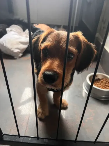 cachorro para adoção responsável 