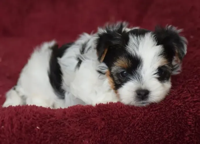 Biewer Terrier Miniatura Tricolor - Ótima Opção Para Apartamentos e Ambientes Pequenos