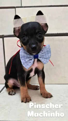 Pinscher Macho disponivel
