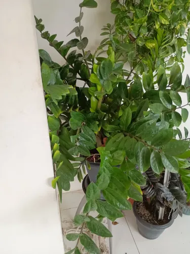 Vende se planta