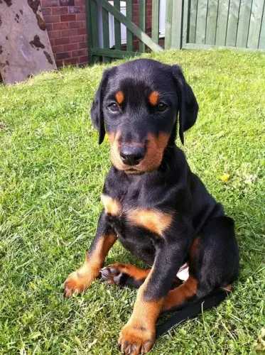 Doberman Macho 