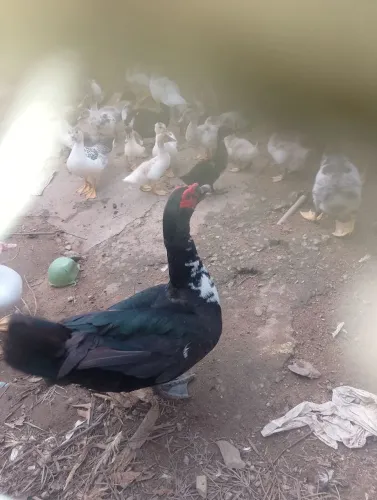 Patos