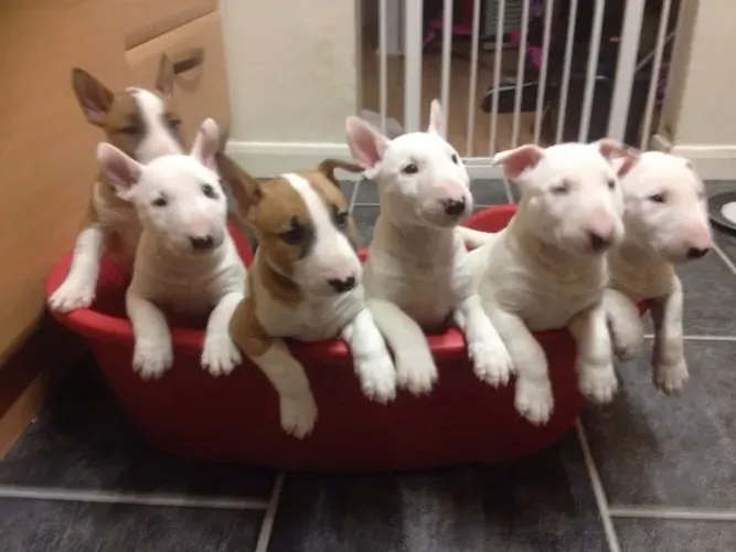 Ninhada com 4 fêmeas de Bull terrier filhotes com 57 dias todos vacinados e com pedigree