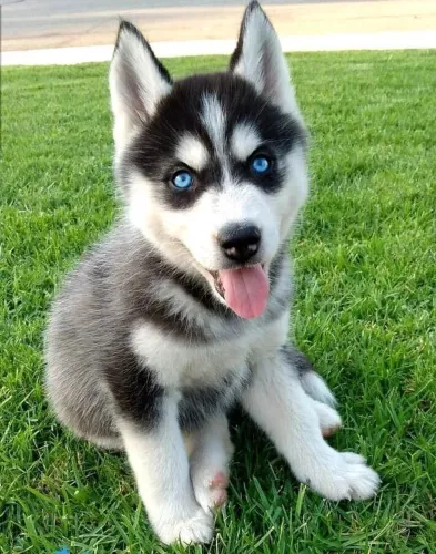 Filhote de Husky Siberiano hoje é seu dia
