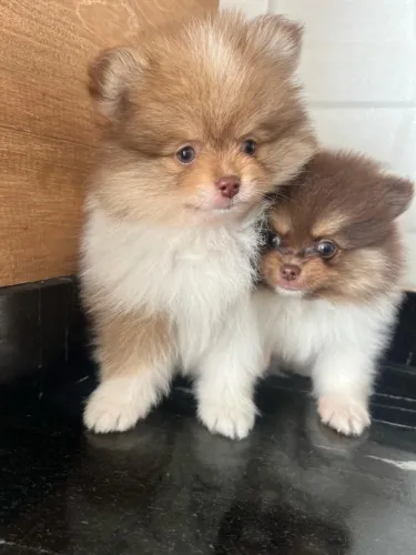 Lulu da pomerania branco com chocolate 