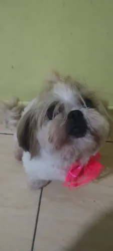 Shitzu 
