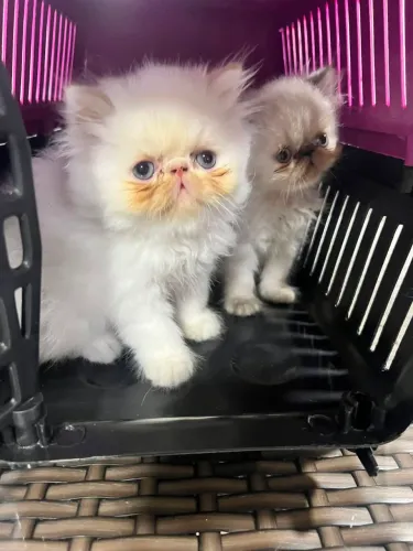 Lindo gatinho persa legítimos olhos azuis em 10x  sem juros 