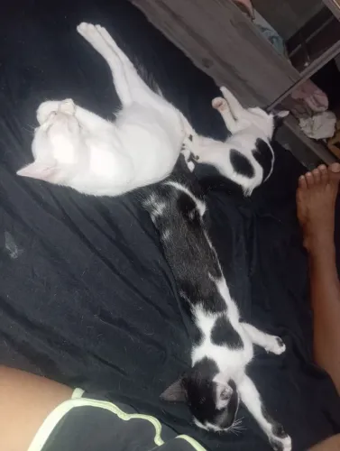 Doa _ se gatinhos