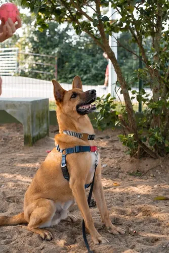 Maravilhoso macho DOAÇÃO!!!