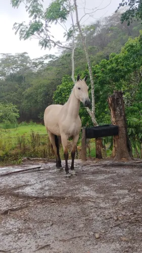 Potra a venda