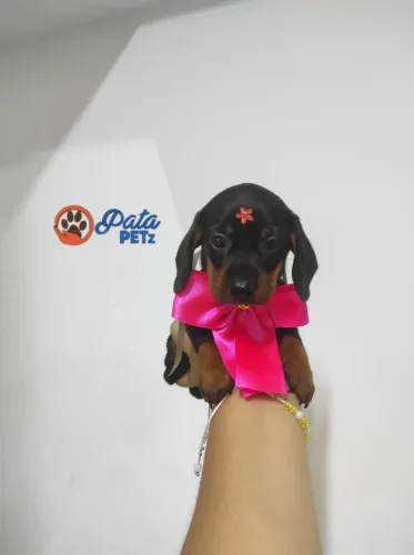 Filhotes de Dachshund 