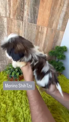 Machinho de shih tzu