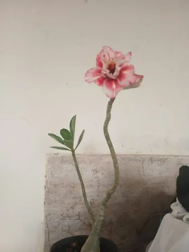 Rosas do Deserto 
