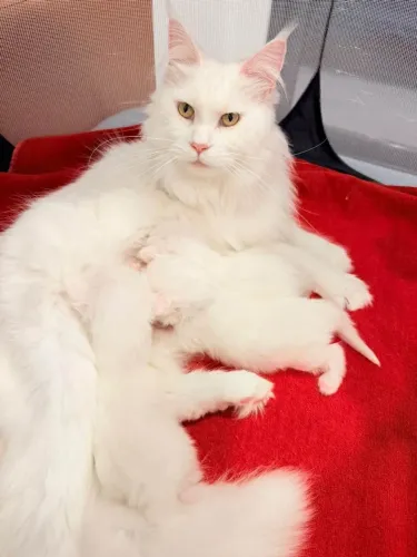 Gato Maine coon