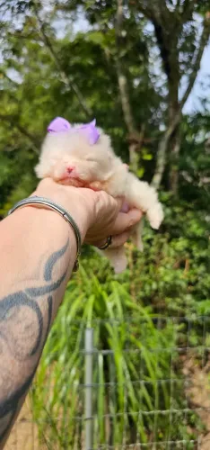 Espetáculo de luluzinha.