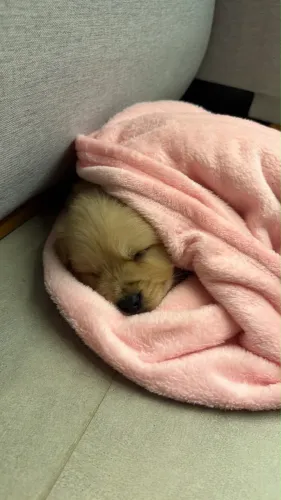 Título: Golden Retriever Filhotes com Pedigree