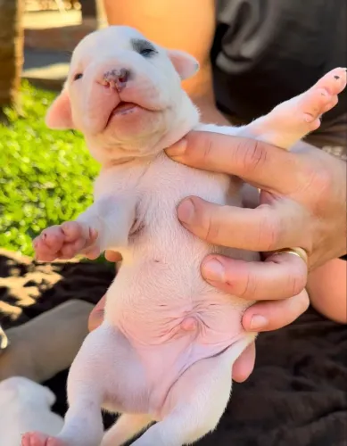 Filhotes de american Bully XL -  linhagem selecionada 