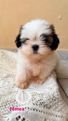     ? Filhotes de Shih-Tzu Disponíveis ? Reserve o Seu!