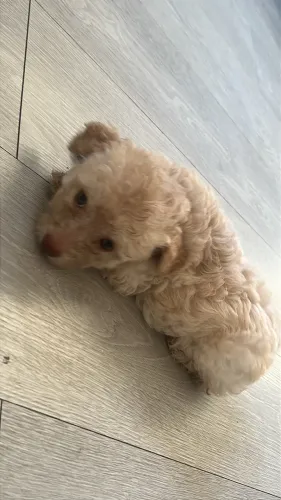 Venda de cachorros filhotes, raça poodle 