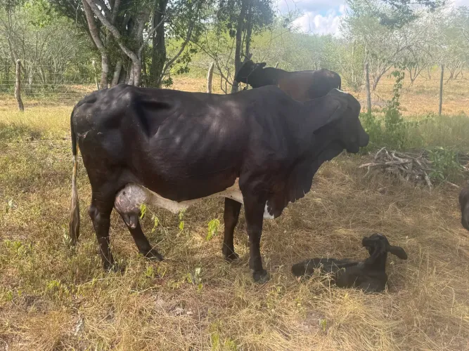 Vaca parida