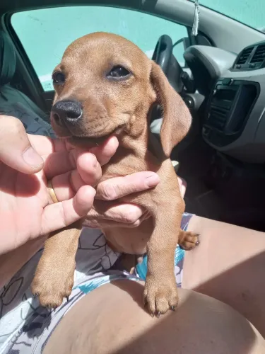 Vende um filhote macho de cachorro Basset dachshund