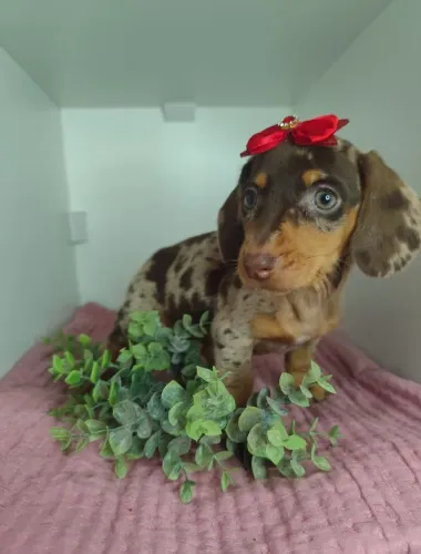 Basset Dachshund Salsicha Teckel Cofap