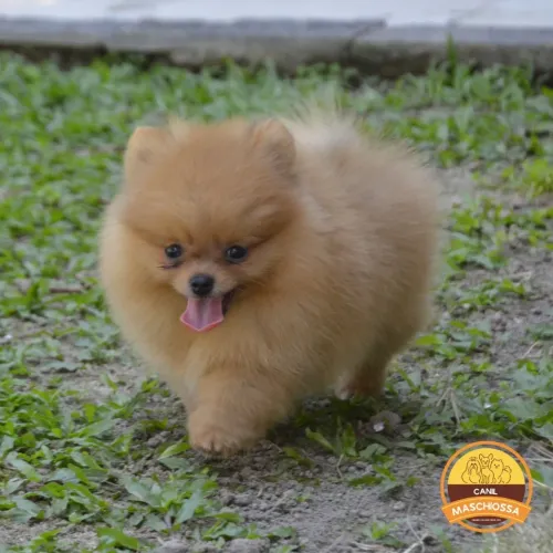 Spitz Alrmso Anão (Lulu). Pedigree CBKC.