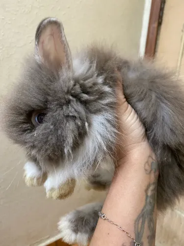 Filhote de coelho raça mini lion 