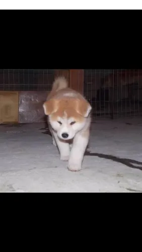 Akita Inu 