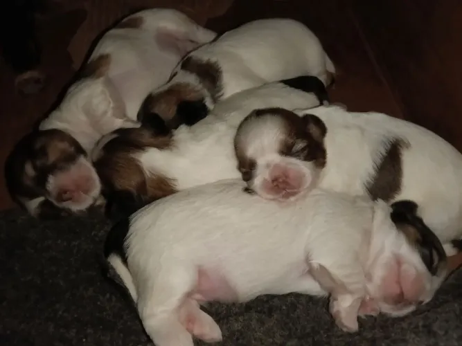 SHIH-TZU FÊMEA