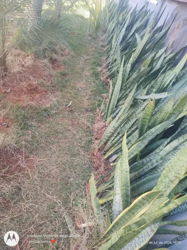 Plantas