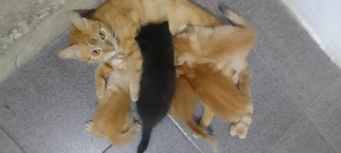 Doa se gatinhos