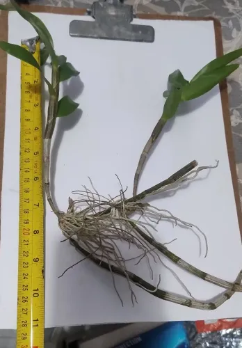 Muda de Dendrobium Moschatum 