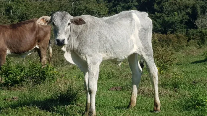 Bezerro nelore