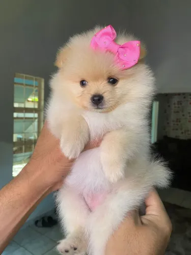 SPITZ ALEMÃO 