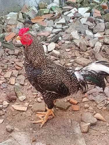 Vende se galinha caipira