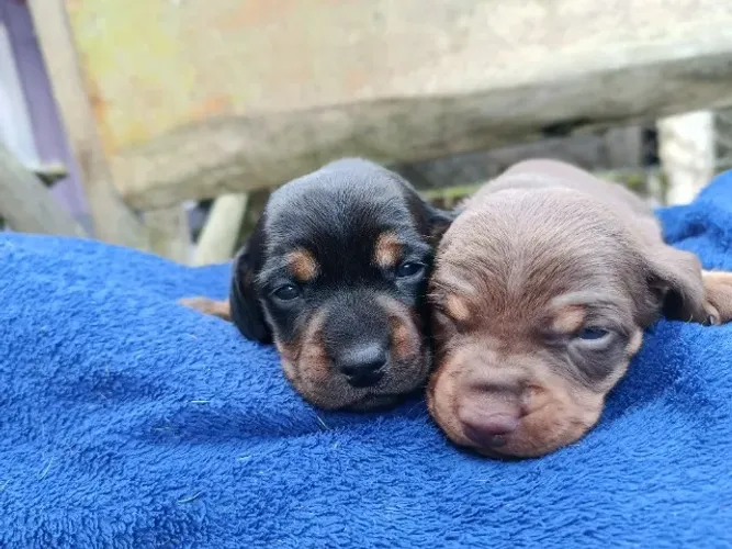 Filhotes machos de daschund 