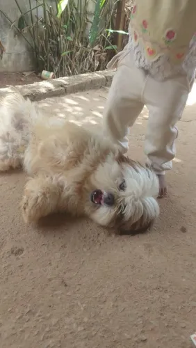 Vendo shitzu