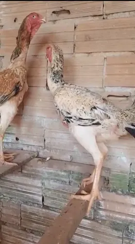 Galinha indio gigante 