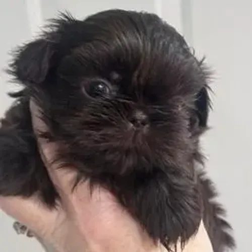 Lhasa Apso,Lhasa Apso Filhote Estrutura Perfeita Disponível
