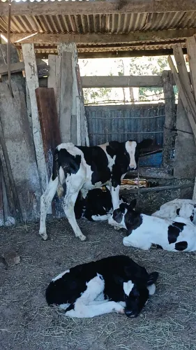 Bezerro 