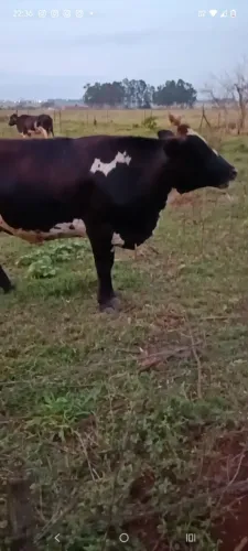 Vendi vaca lisa