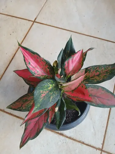 Planta