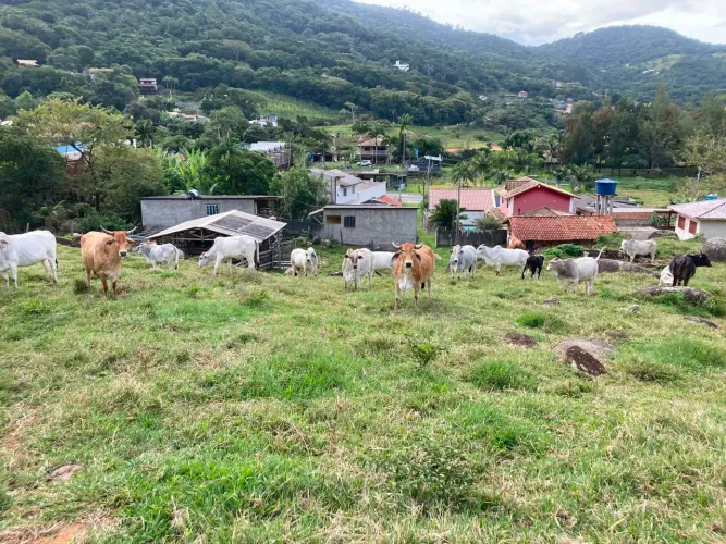 Vacas,bois e terneiros 12,00 kg