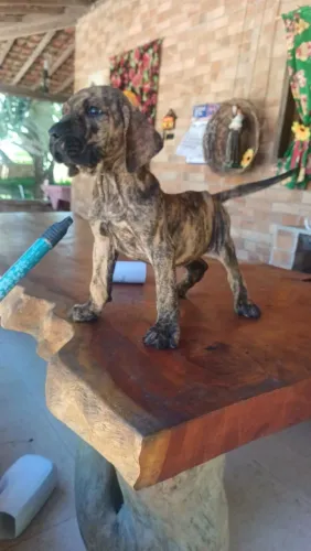 Fila brasileiro tigrado