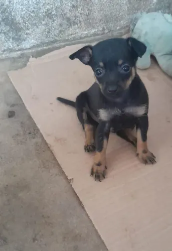 FILHOTE DE PINSCHER N°1