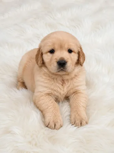 Filhotes de Golden retriever