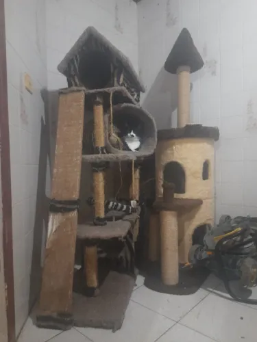Arranhadores de gato